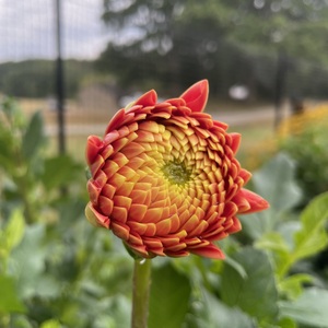 Fundraising Page: Abbey Greslick